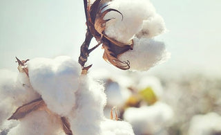 Why Organic Cotton is Racrabbit's Priority